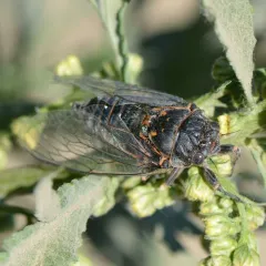 Rocky Mountain Cicada thumbnail 2