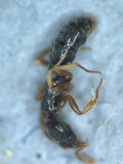 Common Crypt Ant thumbnail 3