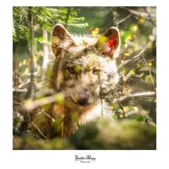 Eastern Wolf thumbnail 1