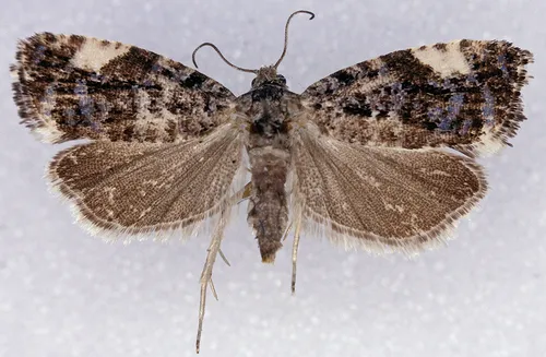 Argyroploce externa