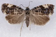 Argyroploce externa thumbnail 1