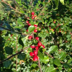 Spreading Cotoneaster thumbnail 3