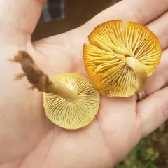 Tricholomopsis sulfureoides thumbnail 4