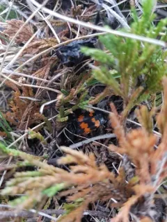 Nicrophorus obscurus thumbnail 3