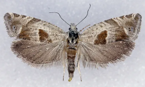 Eucosma apacheana