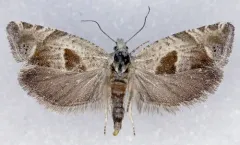 Eucosma apacheana thumbnail 1