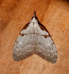 Ceanothus Nola Moth thumbnail 4