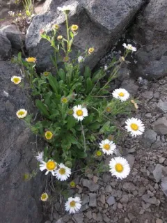 Cascade Fleabane thumbnail 3