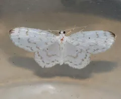 Hydrelia brunneifasciata thumbnail 3