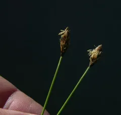 Dark Alpine Sedge thumbnail 2