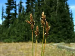 Tahoe sedge thumbnail 3