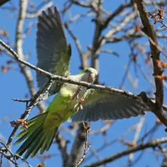 Monk Parakeet thumbnail 2