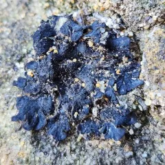 Jelly Lichen thumbnail 4