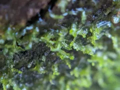 Whiskered Veilwort thumbnail 1