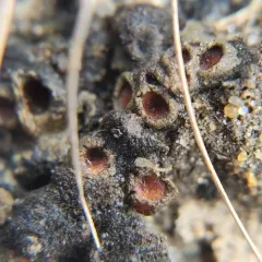 Soil Ruby Lichen thumbnail 4