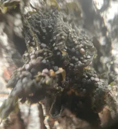 Blistered Jelly Lichen thumbnail 2
