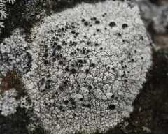 Black-eye Lichen thumbnail 3
