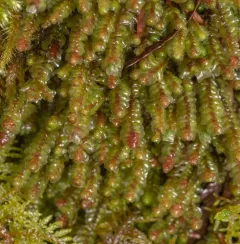 American Earwort thumbnail 3
