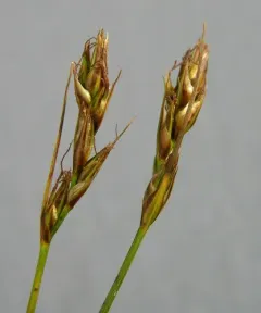 foothill sedge thumbnail 2