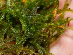 Hair Silk Moss thumbnail 4