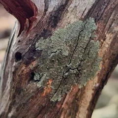 Smooth Shadow-crust Lichen thumbnail 4