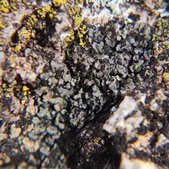 Blue-edged Scale Lichen thumbnail 4