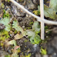 Field Macewort thumbnail 4