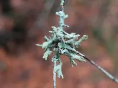 Powdered Loop Lichen thumbnail 3