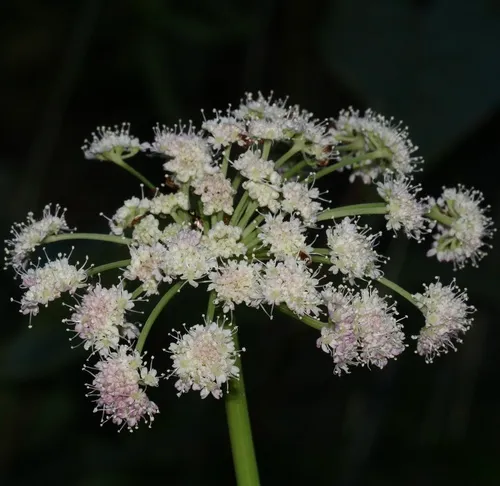 Lyall's angelica