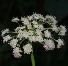 Lyall's angelica thumbnail 1