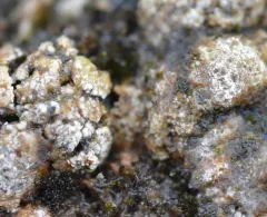 Earth Lichen thumbnail 3