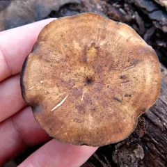 Winter polypore thumbnail 4