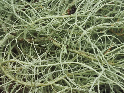 Usnea pacificana