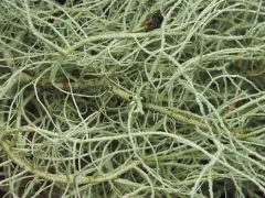 Usnea pacificana thumbnail 1
