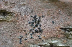 Pseudoschismatomma rufescens thumbnail 3