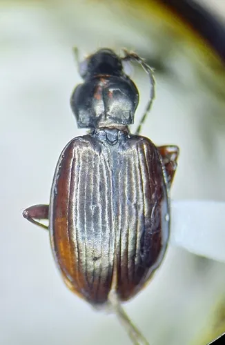 Bembidion nigrocoeruleum