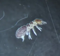 Lophognathella choreutes thumbnail 3