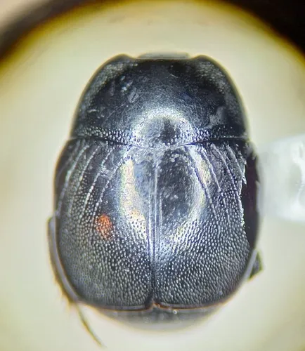 Saprinus oregonensis