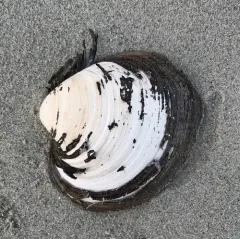 Ocean Quahog thumbnail 3