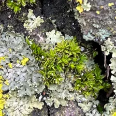Marbled Screw-moss thumbnail 2