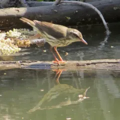 Louisiana Waterthrush thumbnail 1