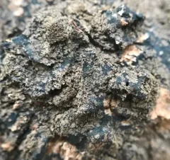 black-bordered shingle lichen thumbnail 3