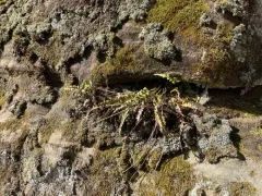 lobed spleenwort thumbnail 1