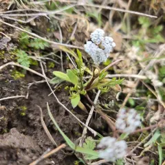 Indian biscuitroot thumbnail 4
