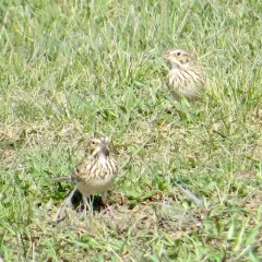 Vesper Sparrow thumbnail 2