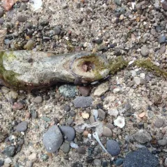 Sea Lamprey thumbnail 4