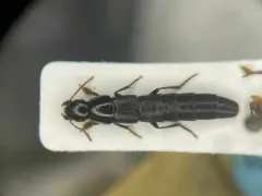 Quedius molochinus thumbnail 1