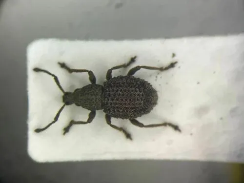 Otiorhynchus porcatus