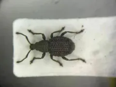 Otiorhynchus porcatus thumbnail 1