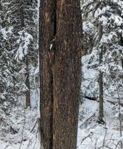 Mountain Pine Beetle thumbnail 2